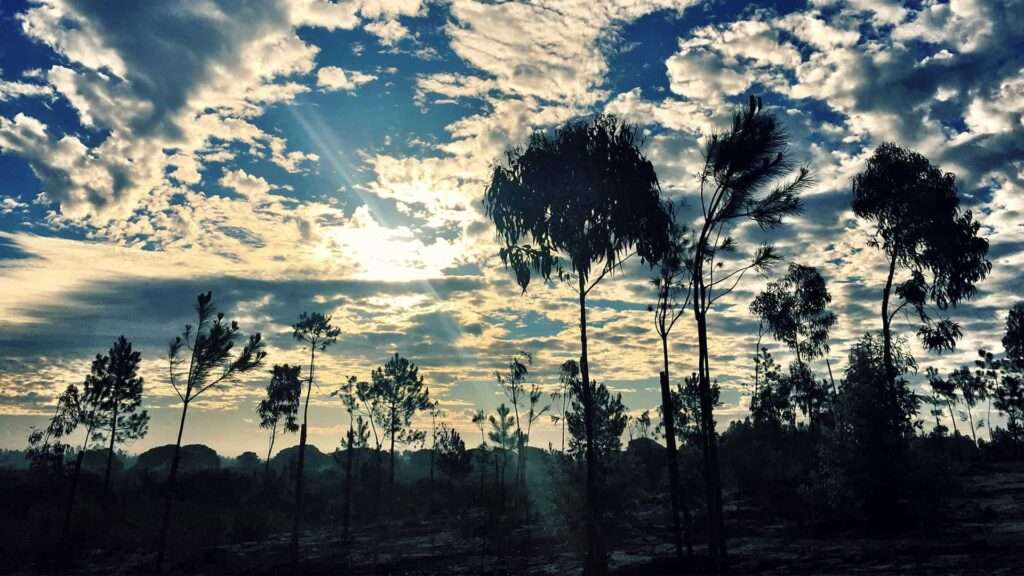 Silhouetted trees against a cloudy sky with sun rays