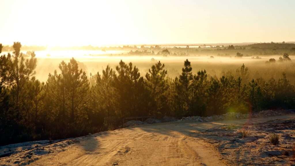 Sunrise light over mist and young pine trees beside a sandy track